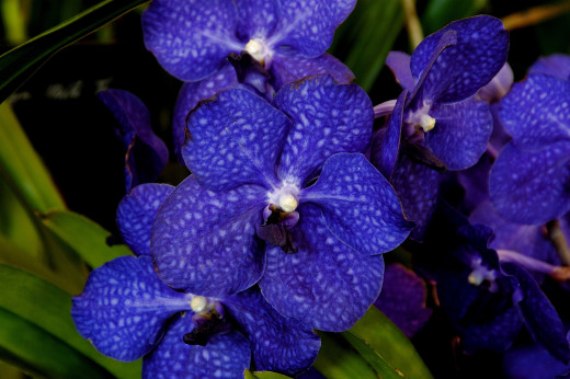 579725 (a): :2500x1662